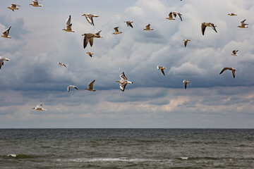 Ptaki mewy Morze bałtyckie