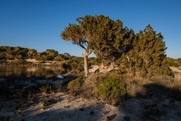 Fototapeta na wymiar Ses Salines d’Eivissa i Formentera Natural Park, Formentera, Pitiusas Islands, Balearic Community, Spain