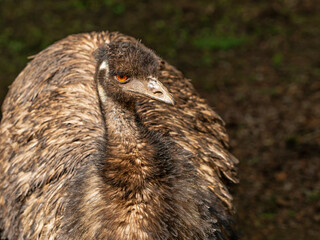 Portrait of an Emu