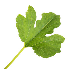 Green leaf of zucchini on a white background, isolate. Organic
