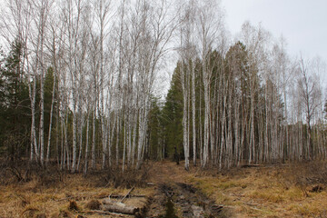 On a swampy dirt road deep into the forest. Damp dirt road goes into the forest