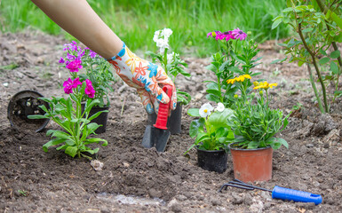 Fototapeta premium The girl plants flowers in the flowerbed. Selective focus
