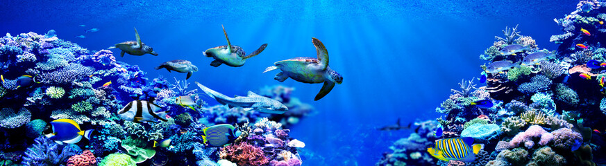 Panoramaachtergrond van mannelijke zeeschildpadden die vrouwelijke zeeschildpadden achtervolgen in prachtig koraalrif met tropische vissen
