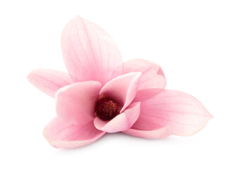 Fototapeta na wymiar Beautiful delicate magnolia flower isolated on white