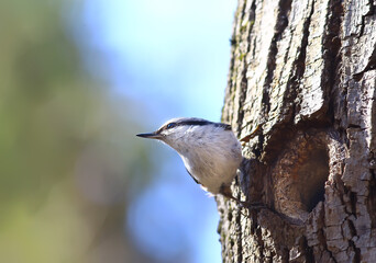 nuthatch at the hollow, little forest bird nest, spring in the wild nature