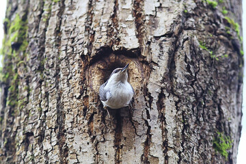 nuthatch at the hollow, little forest bird nest, spring in the wild nature