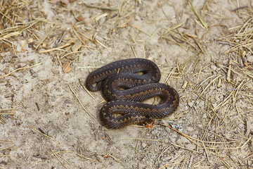 snake viper in the swamp, reptile in the wild, poisonous dangerous animal, wildlife