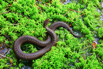 snake viper in the swamp, reptile in the wild, poisonous dangerous animal, wildlife