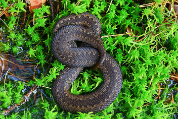 snake viper in the swamp, reptile in the wild, poisonous dangerous animal, wildlife
