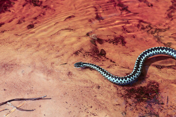 blue european viper, striped venomous dangerous snake nature wild