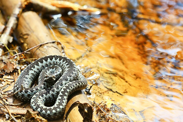 blue european viper, striped venomous dangerous snake nature wild