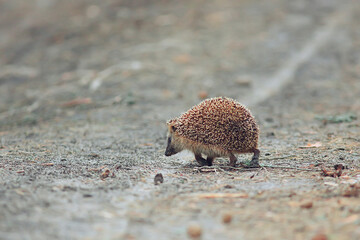 animal wild in nature hedgehog in the forest, european hedgehog runs