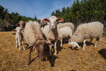 flock of sheep in a field, Formentera, Pitiusas Islands, Balearic Community, Spain