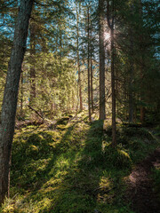 Beautiful sun rays shine through the trees in a mountain pine forest as a footpath mountain trail leads into the forest.