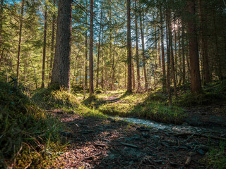 Beautiful sun rays shine through the trees in a mountain pine forest as a footpath mountain trail leads into the forest.
