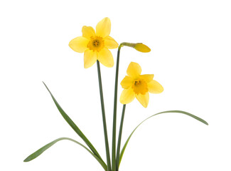 Naklejka na ściany i meble Beautiful blooming yellow daffodils on white background