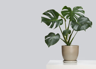 A beautiful monstera flower on a light gray background. Style of minimalism. Tropical leaves background with copy space