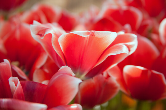 Wide-open red tulips blooming on the field