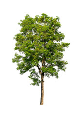 Fototapeta premium Single green leaves tree isolated on white with clipping path
