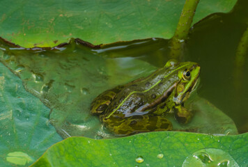 Frosch in Gewässer