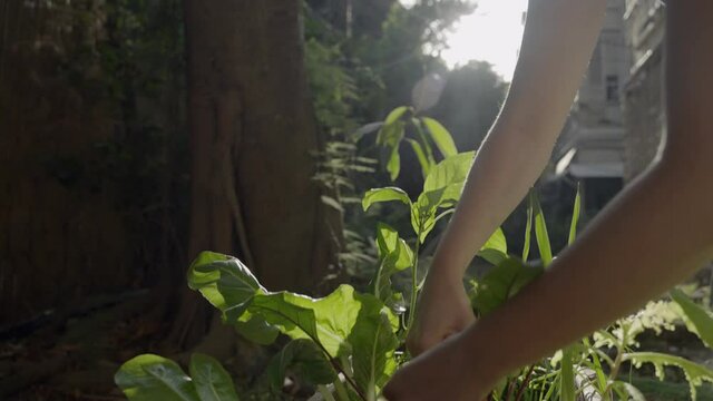 Young woman urban gardening removing leaves in planter box in her backyard. Personal home grown healthy vegetable and fruit plants growing between city buildings. Private hidden garden in home