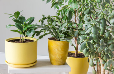 The stylish space is filled with a variety of modern green plants in yellow pots Modern home garden composition Stylish and minimalistic urban jungle interior Botany home garden