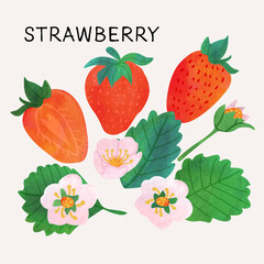 Strawberry illustration vector set with watercolor texture and line art. Hand drawn fully isolated modern colorful design elements ideal for health product packaging, brochures, web and more.