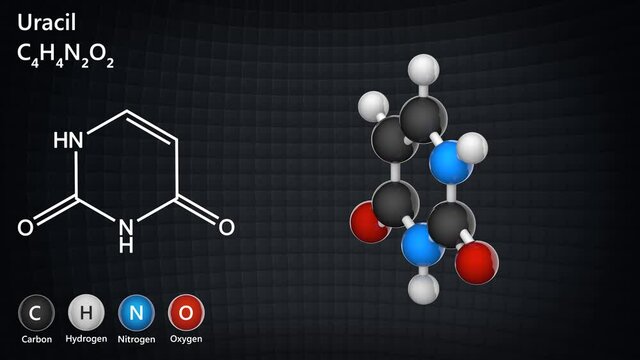 Uracil. Nitrogenous base molecular structure (DNA and RNA parts). Formula: C4H4N2O2. 3D render. Seamless loop. Chemical structure model: Ball and Stick.