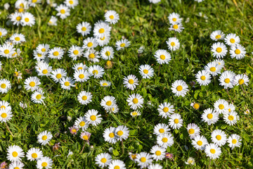 Beautiful Daisy Flowers in Summer