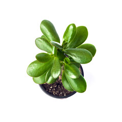 Potted Jade plant (Crassula ovata) on white background