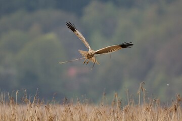 Western marsh harrier in the sky on the west coast in Sweden
