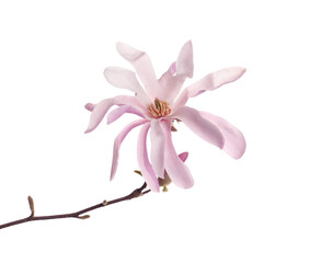 Naklejka premium Magnolia tree branch with beautiful flower isolated on white