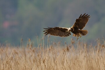 Western marsh harrier in the sky on the west coast in Sweden
