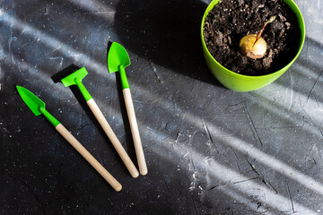 Gardening at home. Shovel,rake isolated on dark  background.  copy space. Gardening tools. Tools, pot and ground for seedlings. Top view