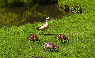 Egyptian goose (Alopochen aegyptiacus) Adults and goslings. Baden Baden, Baden Wuerttemberg, Germany