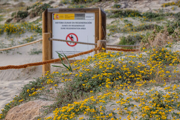 dune vegetation, Formentera, Pitiusas Islands, Balearic Community, Spain