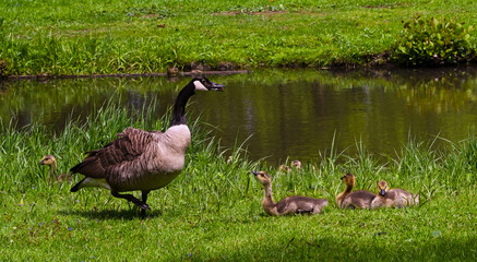 Canada goose (Branta Canadensis) Adults and goslings. Baden Baden, Baden Wuerttemberg, Germany
