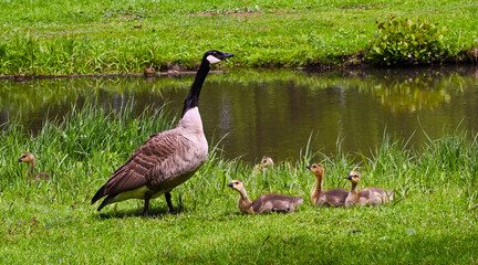 Canada goose (Branta Canadensis) Adults and goslings. Baden Baden, Baden Wuerttemberg, Germany
