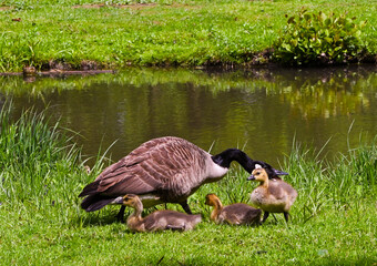 Canada goose (Branta Canadensis) Adults and goslings. Baden Baden, Baden Wuerttemberg, Germany