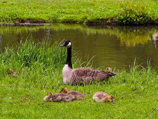 Canada goose (Branta Canadensis) Adults and goslings. Baden Baden, Baden Wuerttemberg, Germany