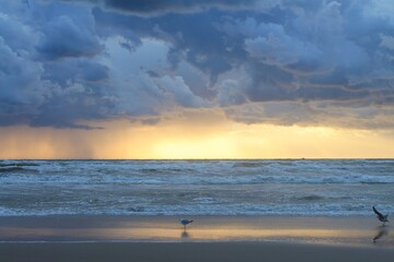 Obraz premium The sea before the storm. Clouds, seagulls, sunset, dramatic. 