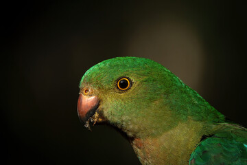 Fototapeta premium Australian King Parrot