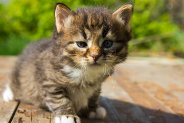 Fototapeta premium Cute tabby kitten lies on white plaid at home. Newborn kitten, Baby cat, Kid animal and cat concept. Domestic animal. Home pet. Cozy home cat, kitten.
