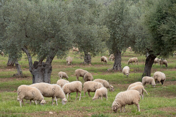 sheep grazing in front of the Alqueria d´Avall house, Bunyola, Mallorca, Balearic Islands, Spain