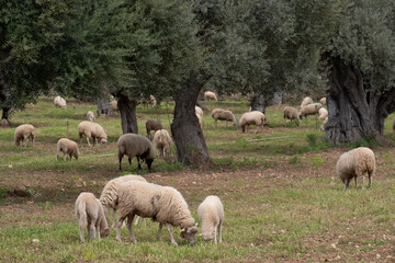 sheep grazing in front of the Alqueria d´Avall house, Bunyola, Mallorca, Balearic Islands, Spain