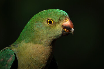 Australian King Parrot