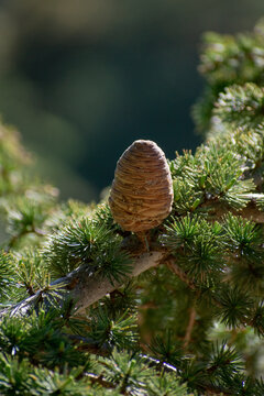 Close-up shot of Atlas Cedar cone (Cedrus Atlantica)