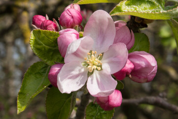 Apfelblüten im Frühling