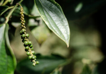 peppercorn pod growing in organic pepper farm in kampot cambodia