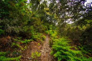 Fototapeta premium Majestic Forest In The Middle Of Mountain. Las Hurdes Located North Of Caceres In Extremadura-Spain. Landscape Concept